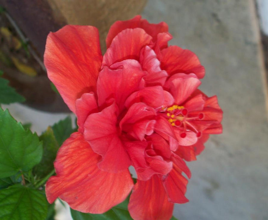 Red Ruffled Flowers Ruffles Of Red by capitolesque on DeviantArt