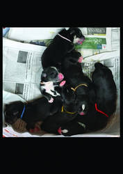 7 puppies