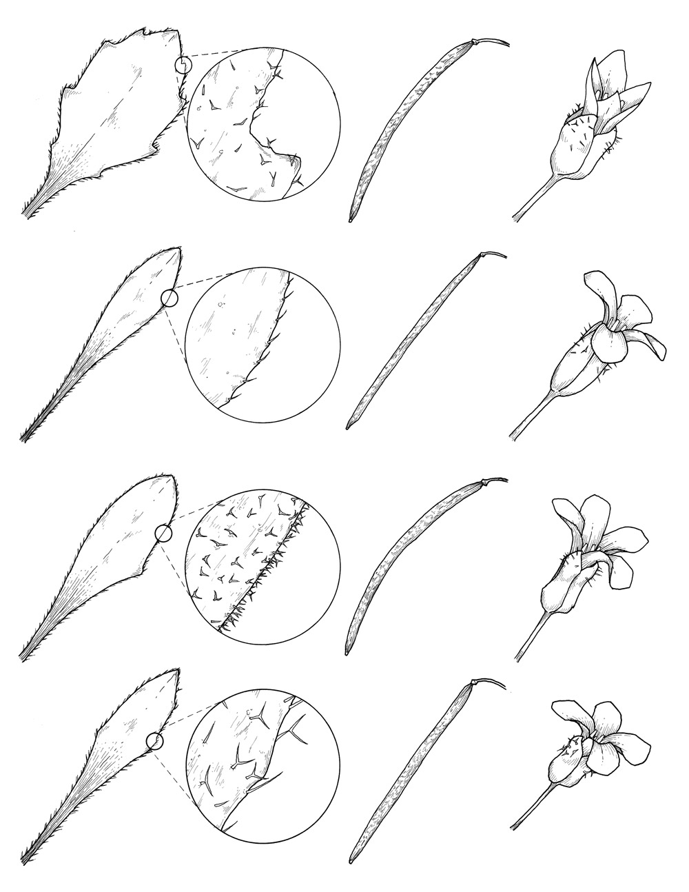 Leaves, Seeds, and Flowers II