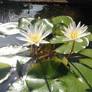 Water Lilies