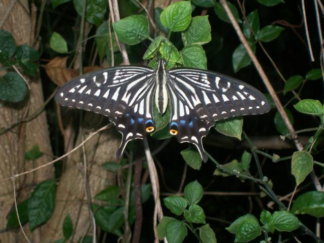 Lepidoptera