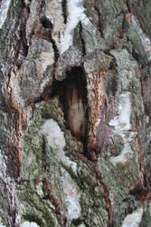 tree bark