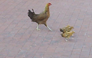 Chikens in the keys