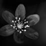 Dark Flower