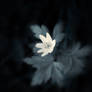 Dark Flower