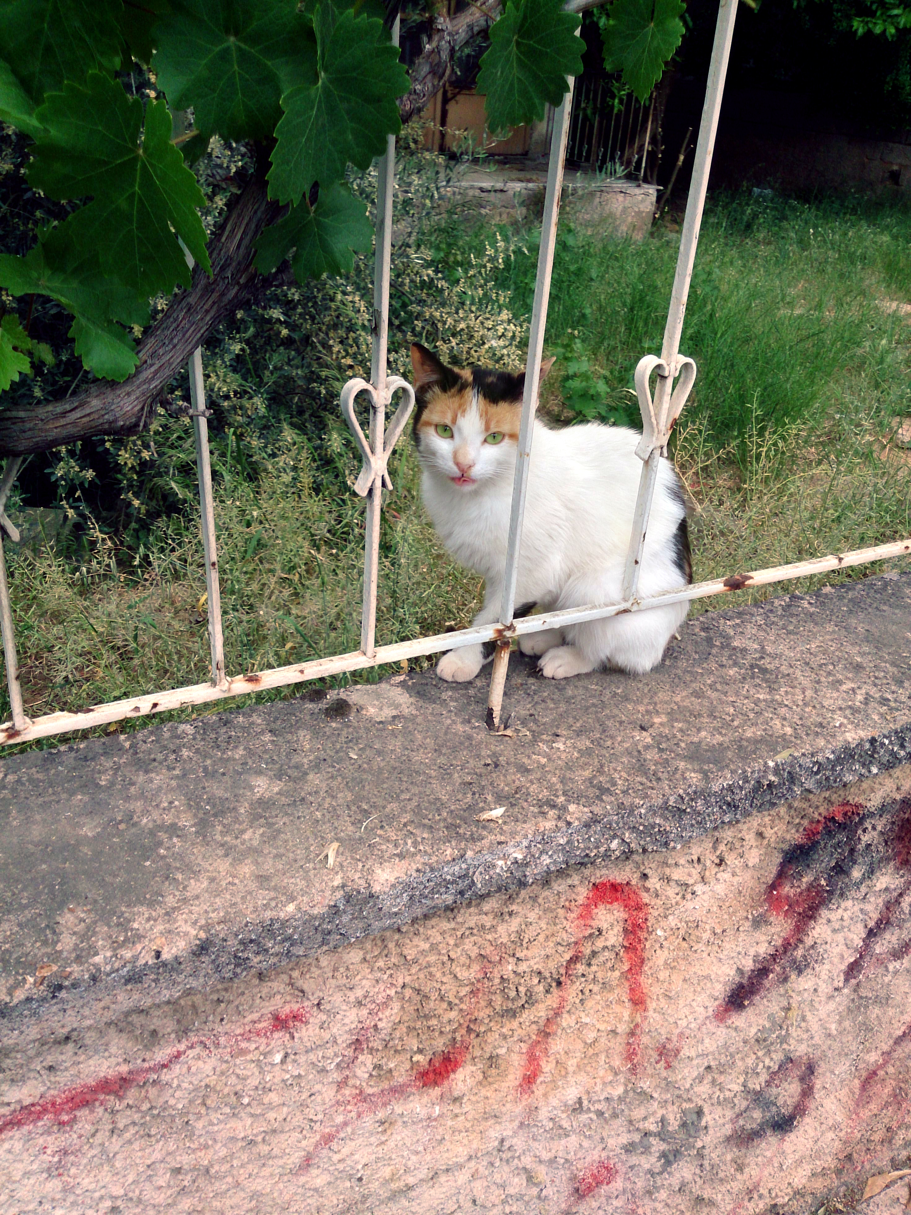 Stray Cat of Athens