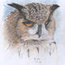 Great Horned Owl II.