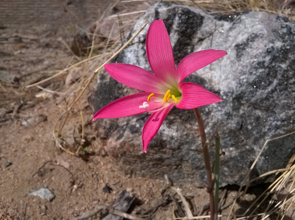 Desert pink by F7F0 on DeviantArt