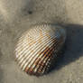 Brown Shell