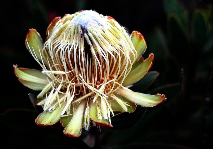 Protea kilimandscharica, Kili