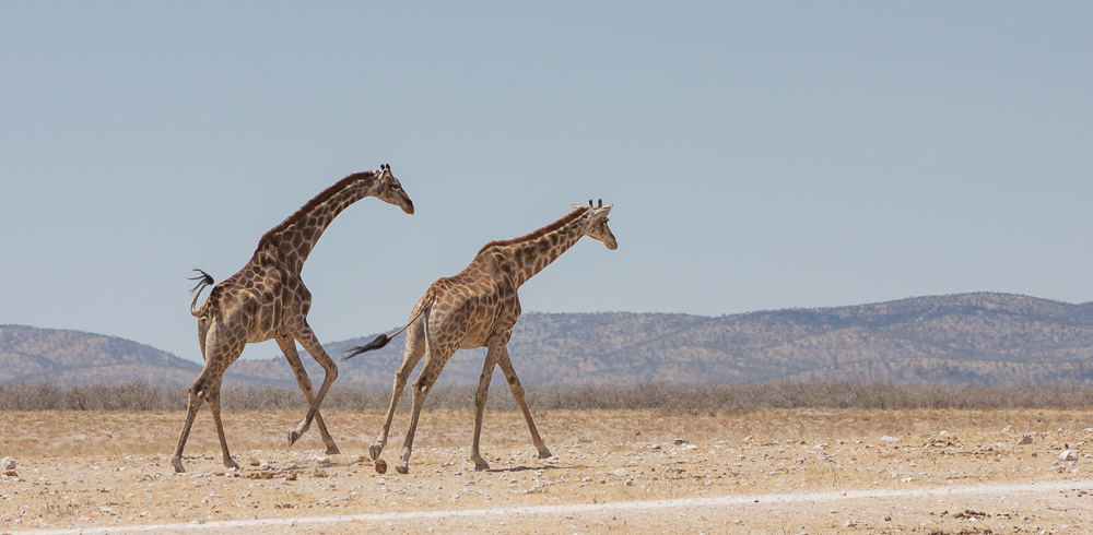 Giraffe running