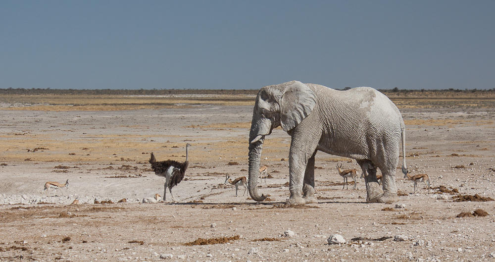 Ostrich v elephant by ukwreckdiver on DeviantArt