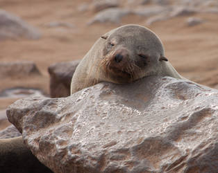 Cape Cross seal colony