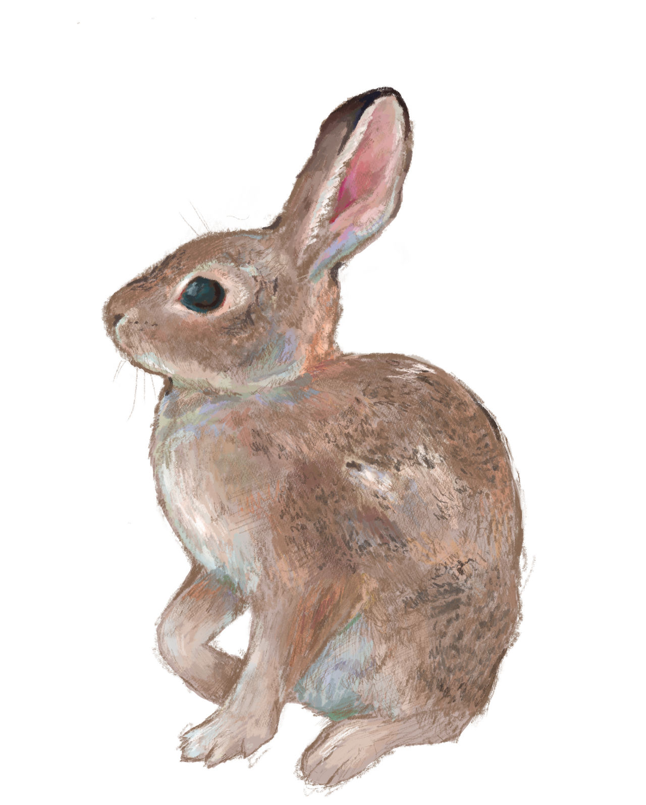 Desert Cottontail by smallcarnivore on DeviantArt