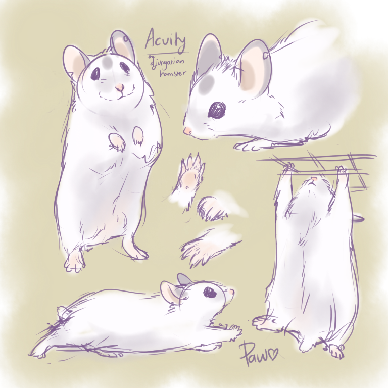 Acuity Sketchpage