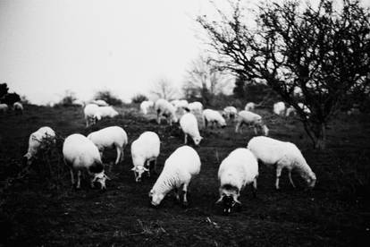 Sheeps gathering