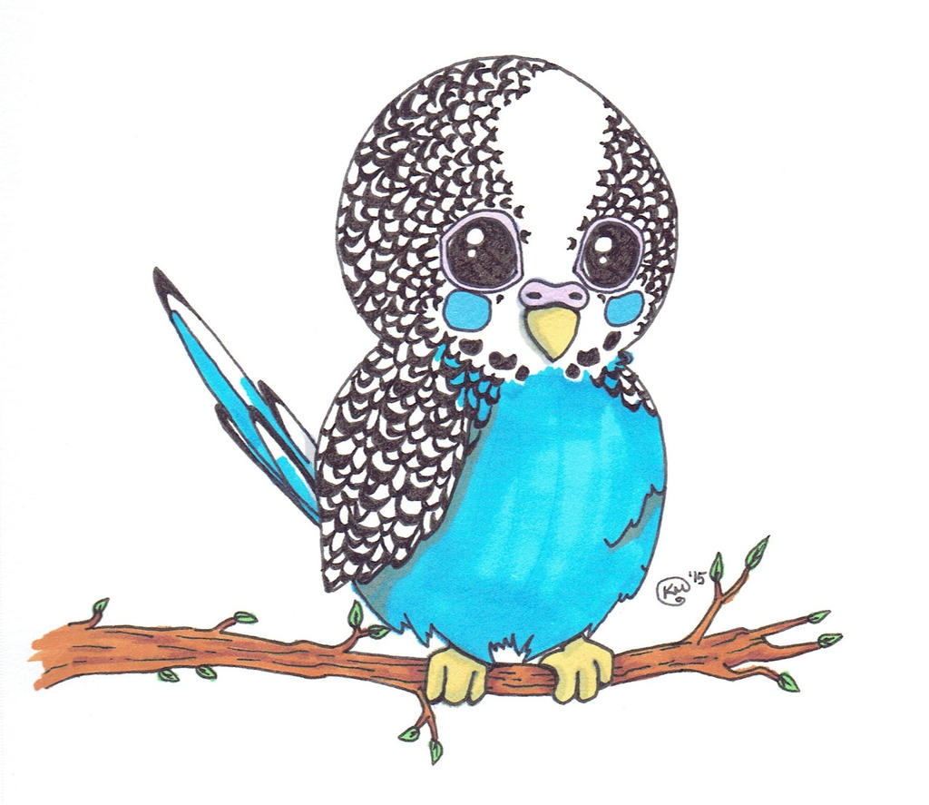 Budgie