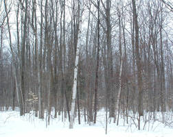 Michigan Woods in the Winter