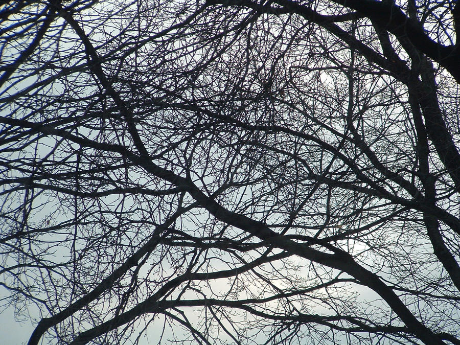 Web of Branches