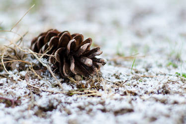 Snow Cone