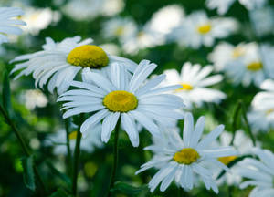 Dozens of Daisies