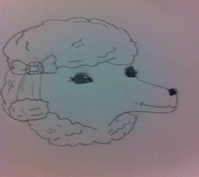 Mackenzie's Poodle's Face