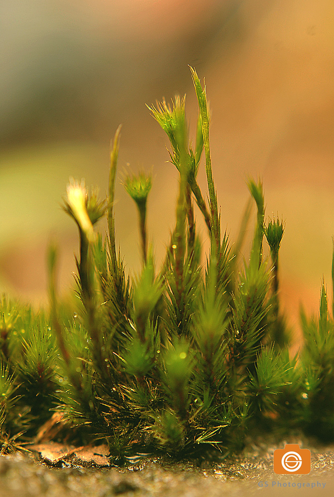 moss..macro