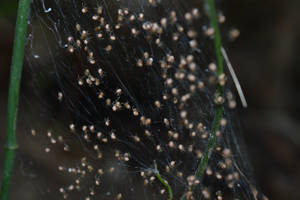 Baby Spiders Galore