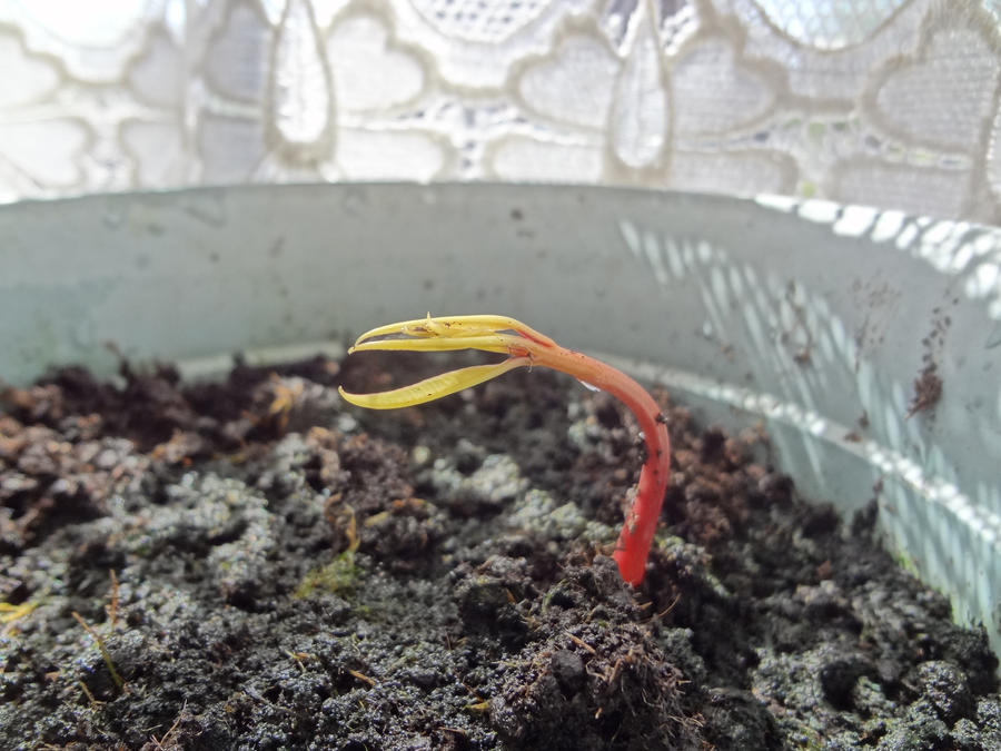 my mango treesapling sprouting