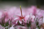 Flowers rain by ChiFeng-dA