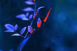 feeling blue by ChiFeng-dA