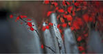 Solitude by ChiFeng-dA Solitude by ChiFeng-dA