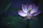 Lotus Poem by ChiFeng-dA Lotus Poem by ChiFeng-dA