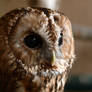 Tawny Owl