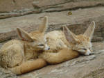 Fennec Fox by Iron-Star