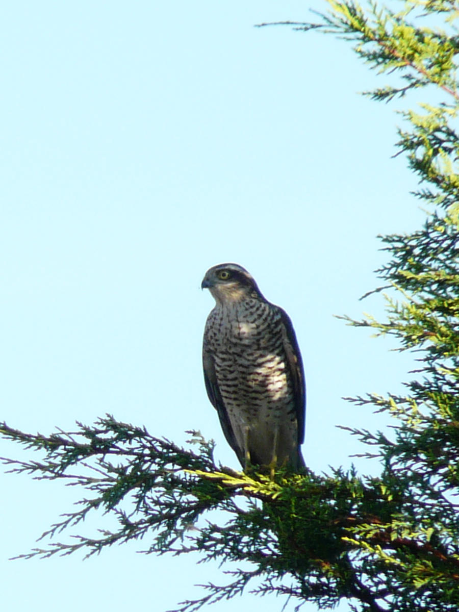 Sparrow Hawk