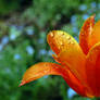 Orange morning due Flower