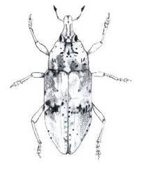 Curculionid Beetle_02