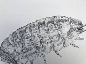 Armadillidium vulgare