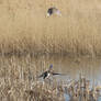 Ducks in flight