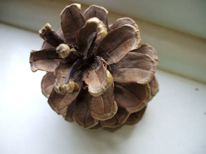 Pinecone Stock 2