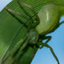 Green Huntsman Spider