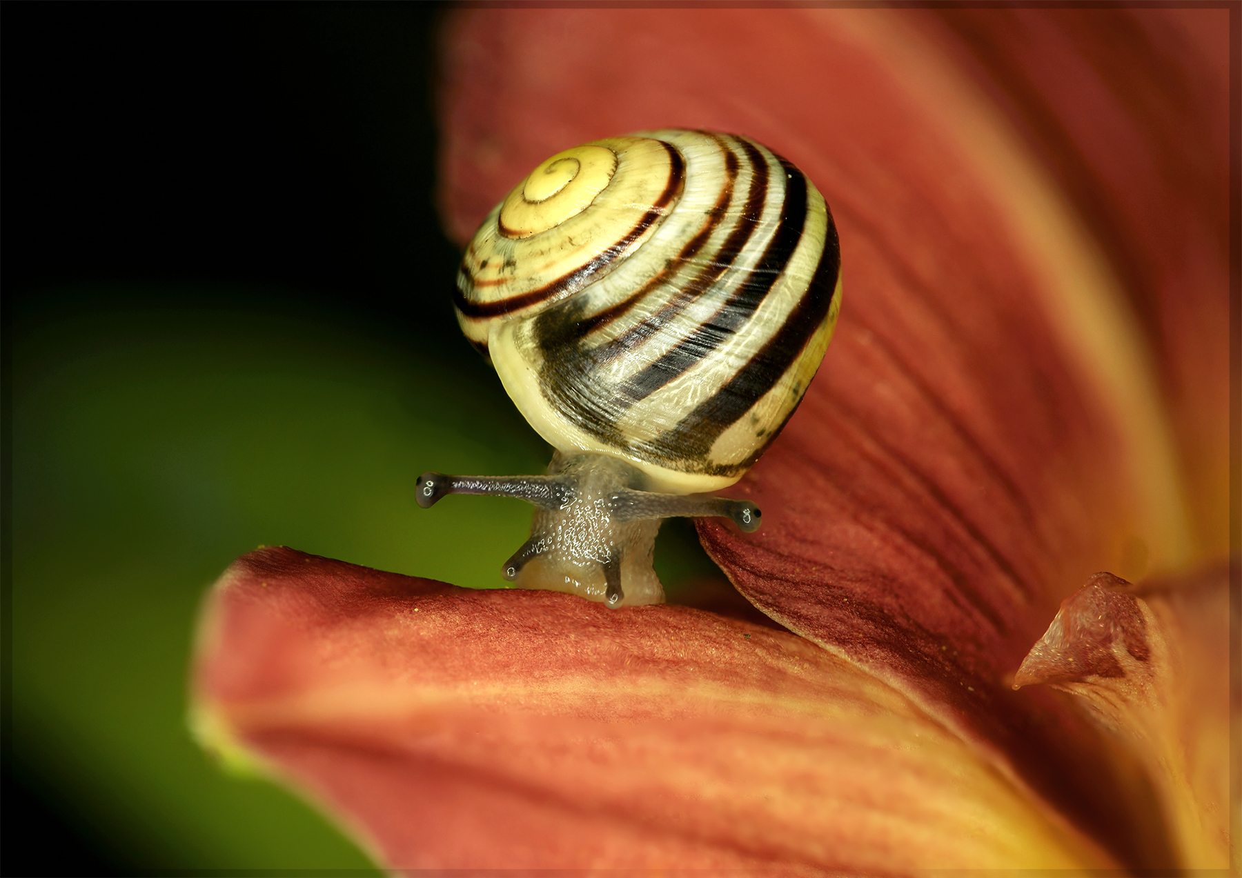 Cepaea hortensis