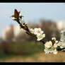 Spring - Cherry