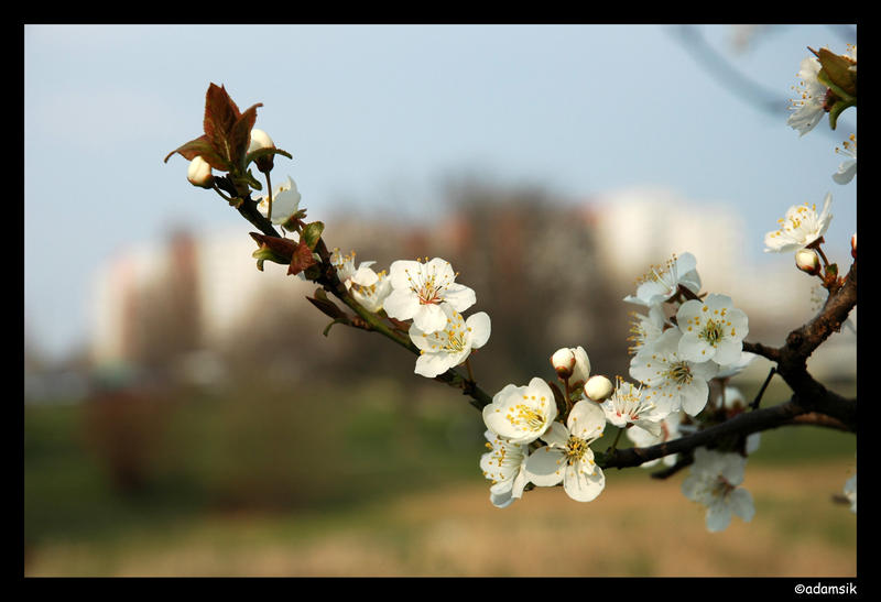 Spring - Cherry