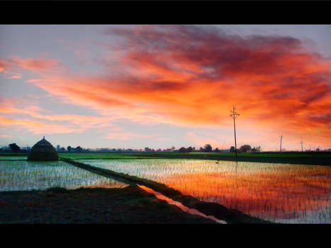 Wild Paddy Field