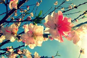 Blossoms of Spring: I