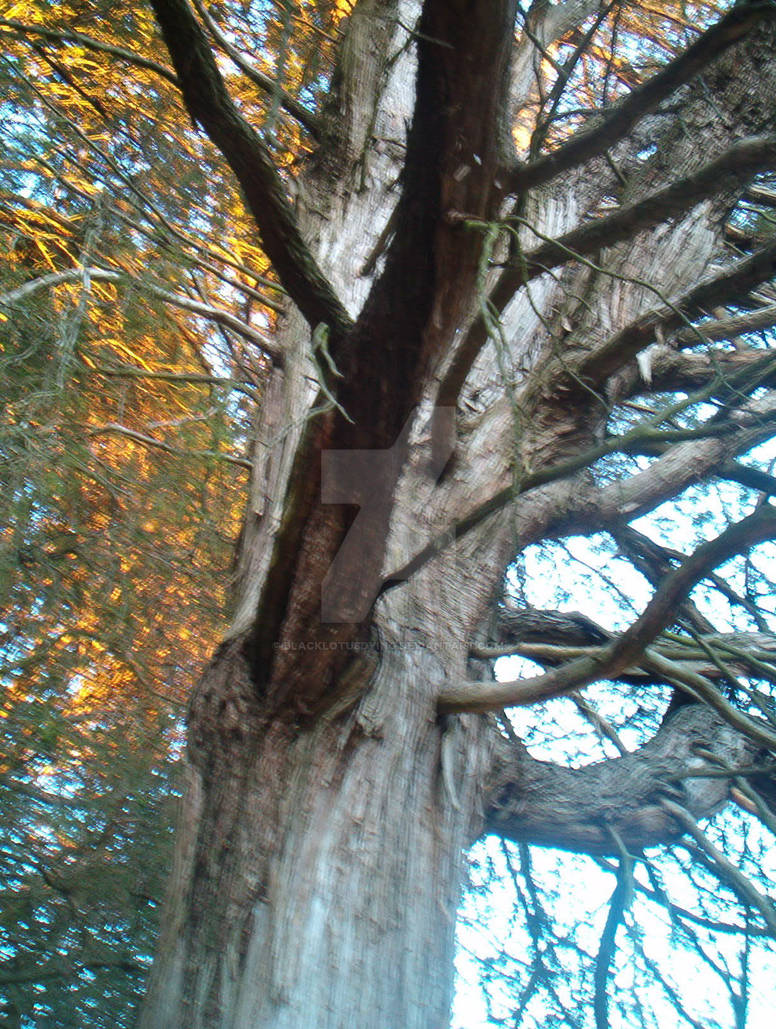 inside a tree by blacklotusdying on DeviantArt