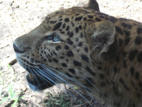 amur leopard