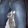 OMG, perv kitten